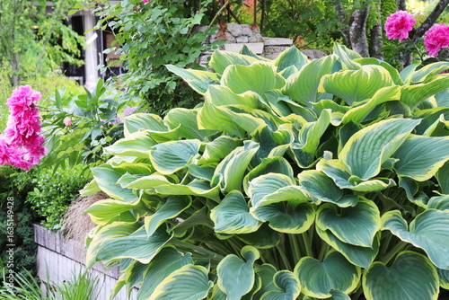 初夏の青々としたギボウシ