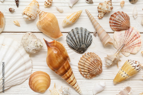 Many different sea shells o...