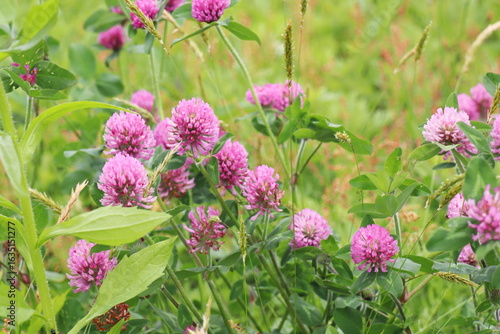 牧草地に生えているアカツメクサ