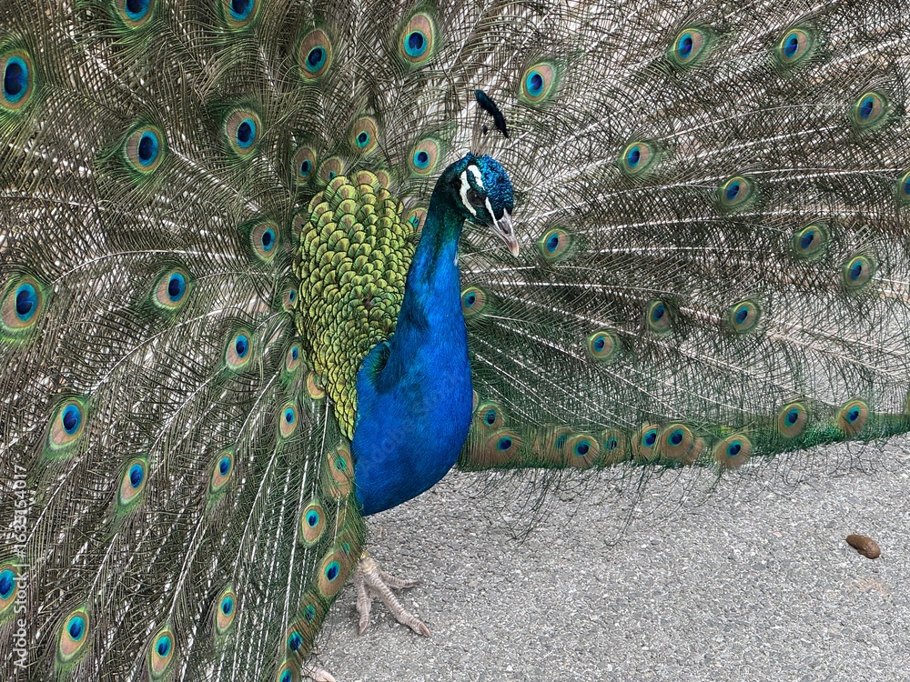 Obraz premium Peacock with its feathers spread out