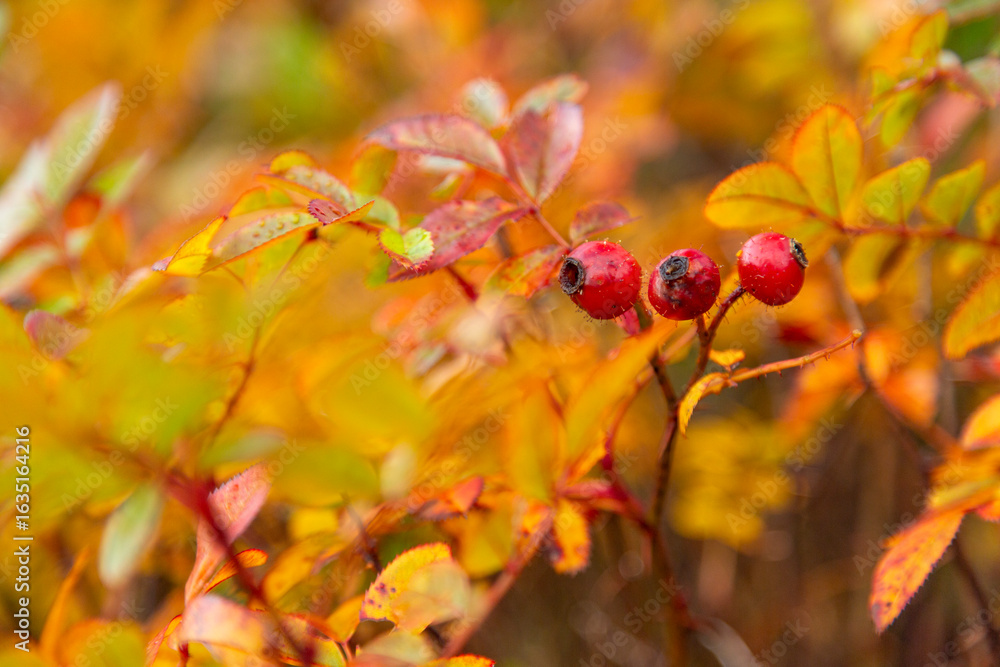 Obraz premium red berries on a small branch in Autumn
