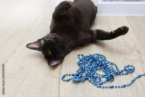 Photography Young black cat of oriental breed on the floor, carefree