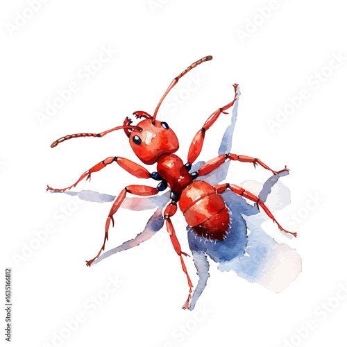 Carpenter Ant, watercolor painting vector, isolated on a white background.