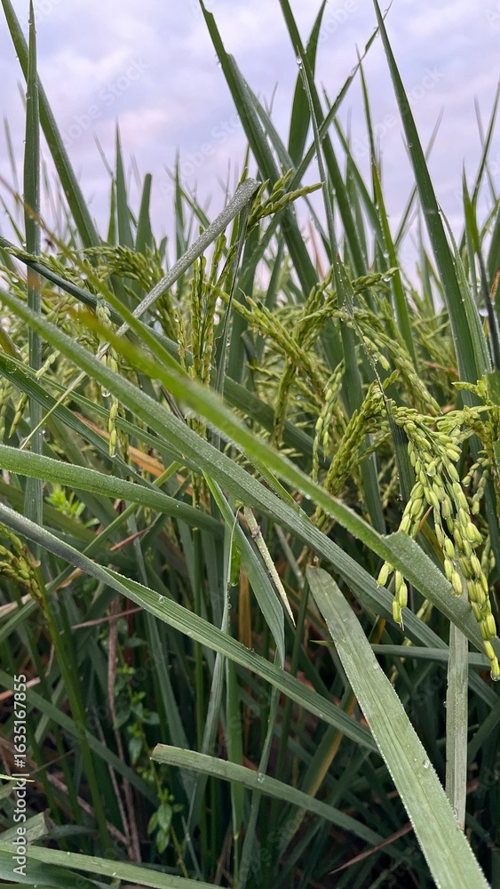 Fototapeta premium Close-up of green rice plants in a paddy field showing detailed leaves, stalks, and natural texture.