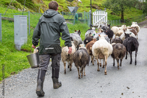 A Farmer with a Pail Walking his Flock of Sheep to their Stall on a Rainy Day near Bergen, Norway