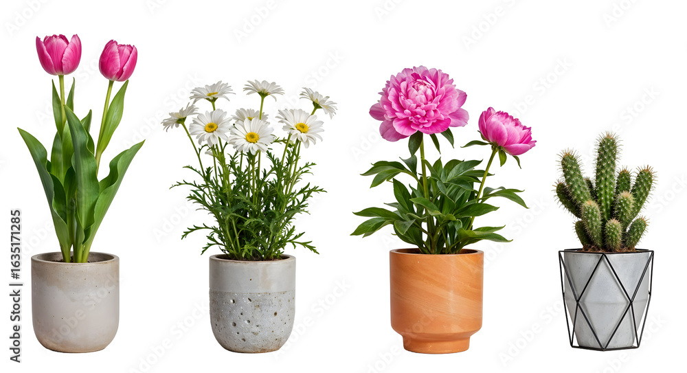 Obraz premium Set of various Houseplants: Tulip, Peony, Chamomile, Cactus isolated on transparent background