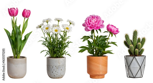 Set of various Houseplants: Tulip, Peony, Chamomile, Cactus isolated on transparent background