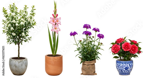 Wallpaper Mural Set of various Houseplants: Bay, Gladiolus, Verbena, Camellia isolated on transparent background Torontodigital.ca