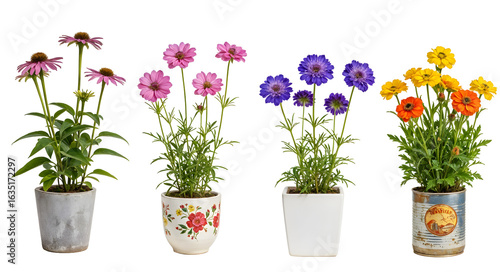 Wallpaper Mural Set of various Houseplants: Echinacea, Lavatera, Scabiosa, Nemesia isolated on transparent background Torontodigital.ca