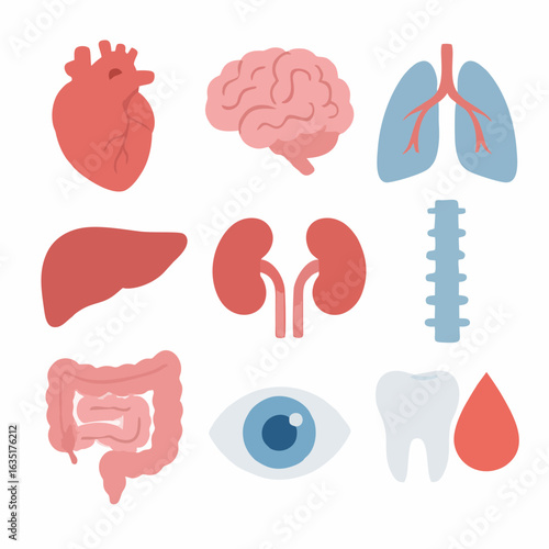 Human body organs icon set – flat vector illustration of internal anatomy including heart, lungs, brain, kidney, liver, spine, eye, tooth, intestine, blood drop