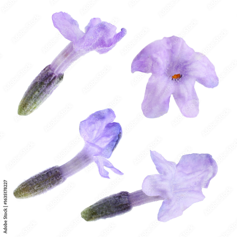 Fototapeta premium Lavender florets isolated on white, set. Fragrant flowers