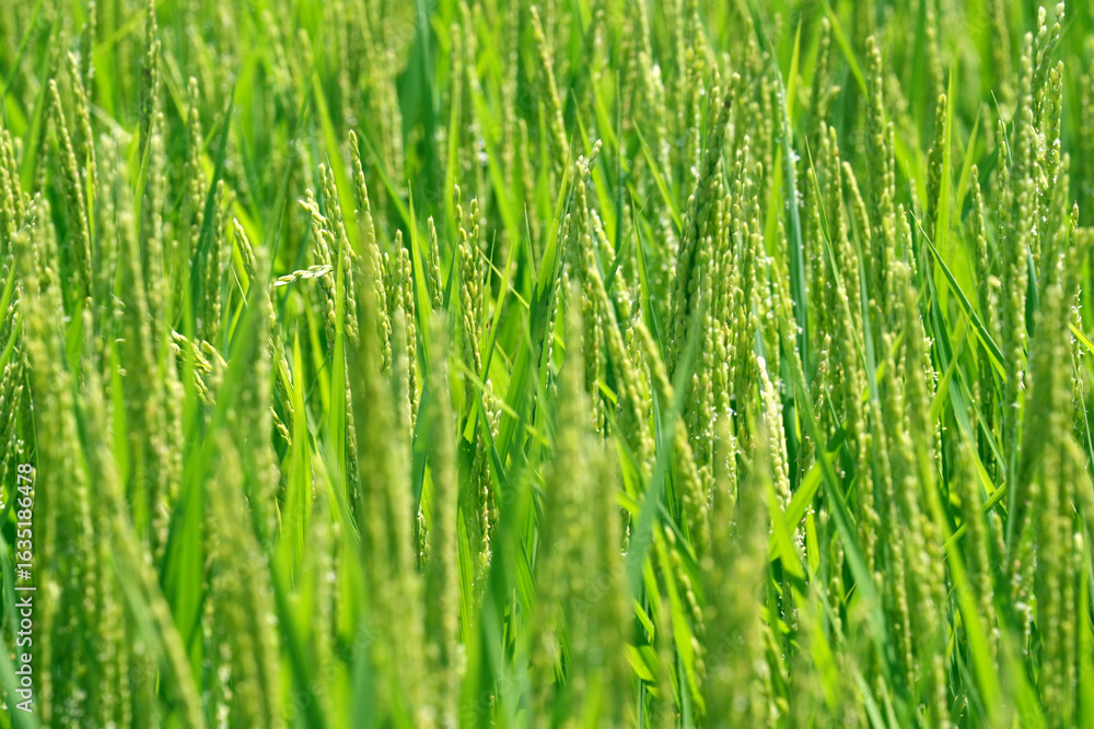 Obraz premium 青々と育つ水田03