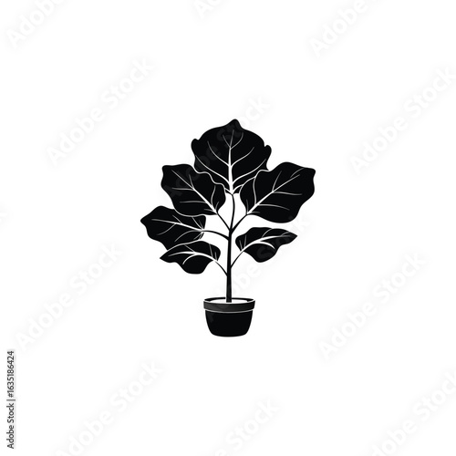 Fiddle leaf fig plant silhouette isolated on white background