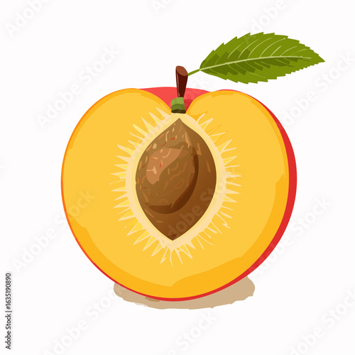 Illustration of a peach half showcasing its vibrant colors and internal structure details