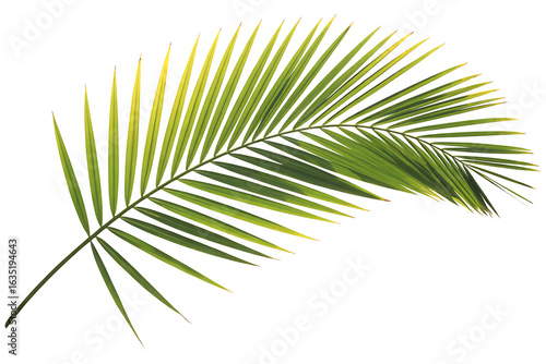 Image of a vibrant green palm frond, isolated on transparent background