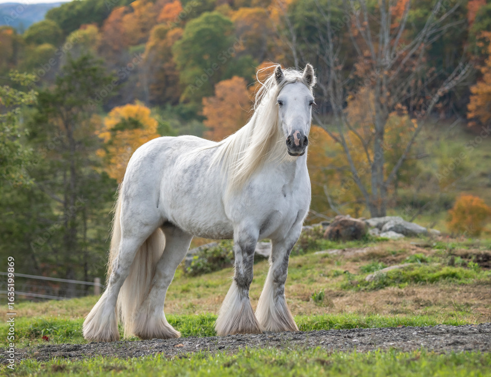Fototapeta premium Adult female Gypsy Vanner Horse mare stands in field with autumn foliage