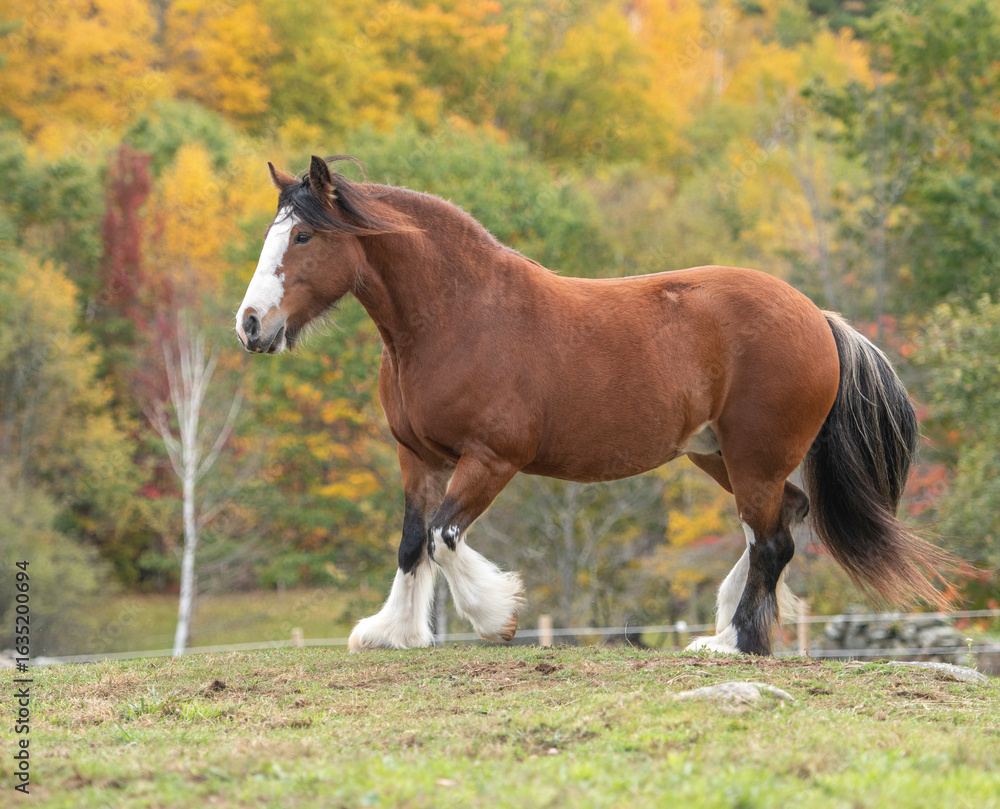 custom made wallpaper toronto digitalGypsy Vanner horse mare romps in pasture with autumn colors