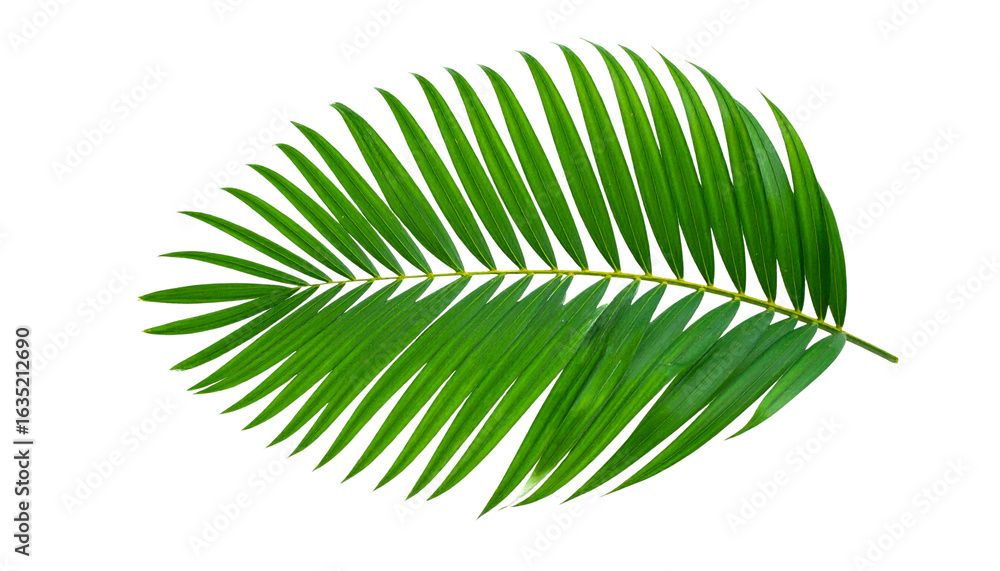Fototapeta premium palm leaf isolated on white