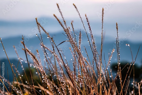Dew-kissed grass on a mountaintop
