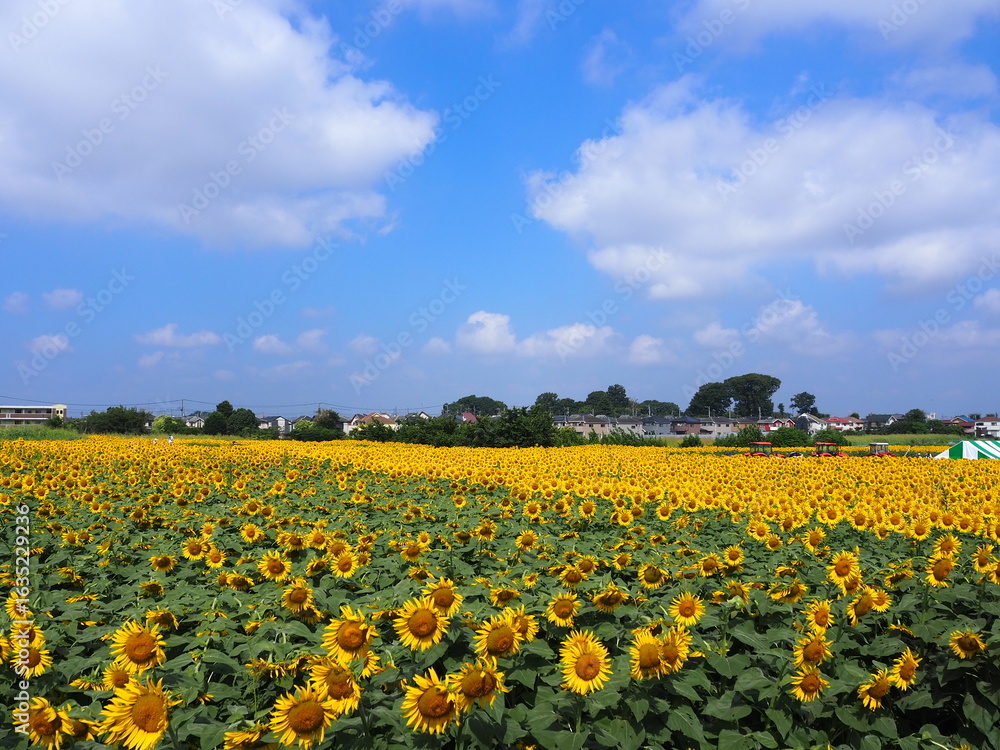 Obraz premium the popular sunflower garden in Tokyo, Japan