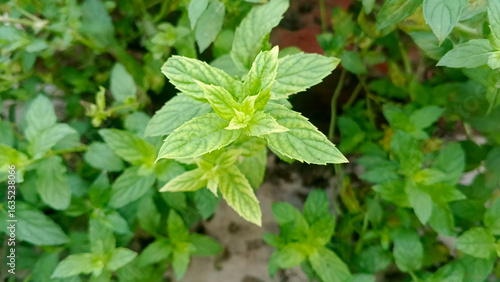 Wallpaper Mural Fresh Mint Leaves Growing in a Garden Torontodigital.ca