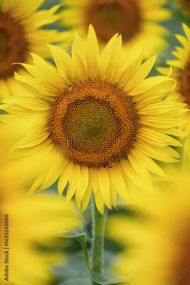 Naklejka premium 満開の益子町のひまわり 