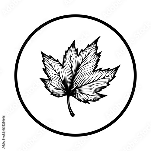 Elegant maple leaf drawing in a circle showcases nature's beauty and simplistic botanical illustration perfectly