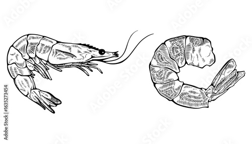 Raw and Boiled Shrimp Line Art Vector – Seafood Duo Hand Drawn Illustration


