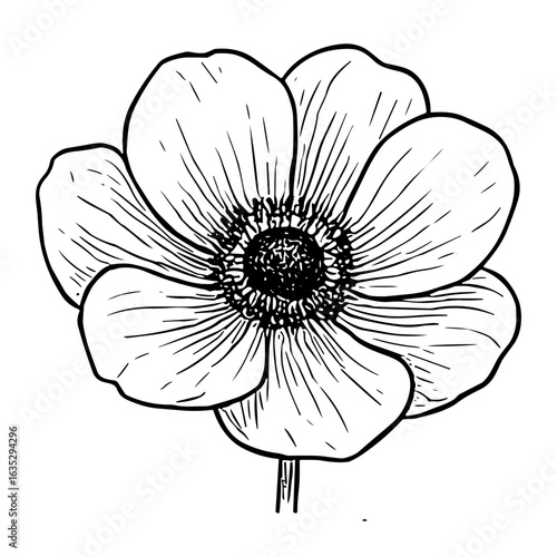 Anemone Blossom 14