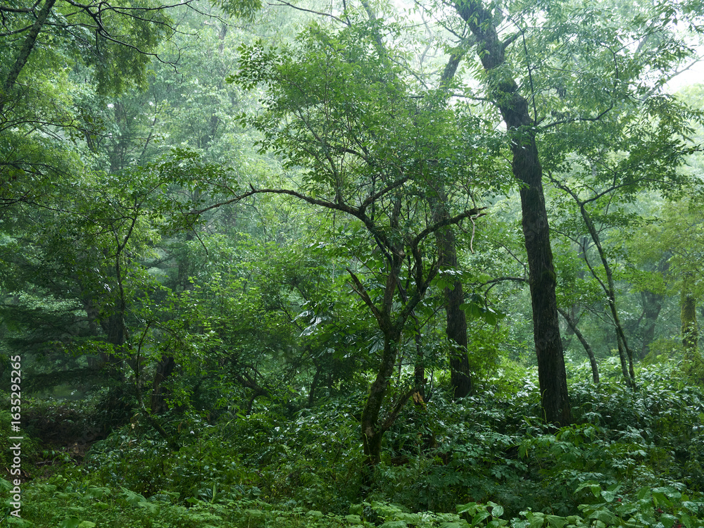 Naklejka premium 夏の雨の日の観光名所上高地の森の風景
