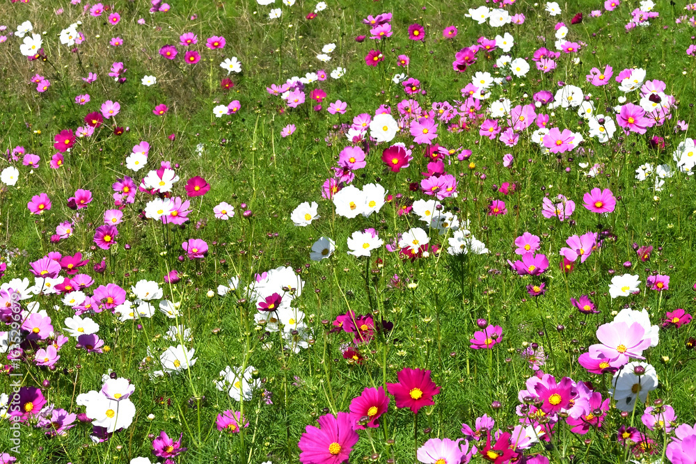 Naklejka premium コスモス