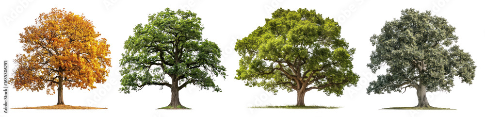 Obraz premium PNG Four trees depicting seasonal changes, element set on transparent background