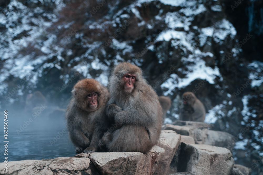 Naklejka premium Snow monkeys, Nagano, Japan 2023