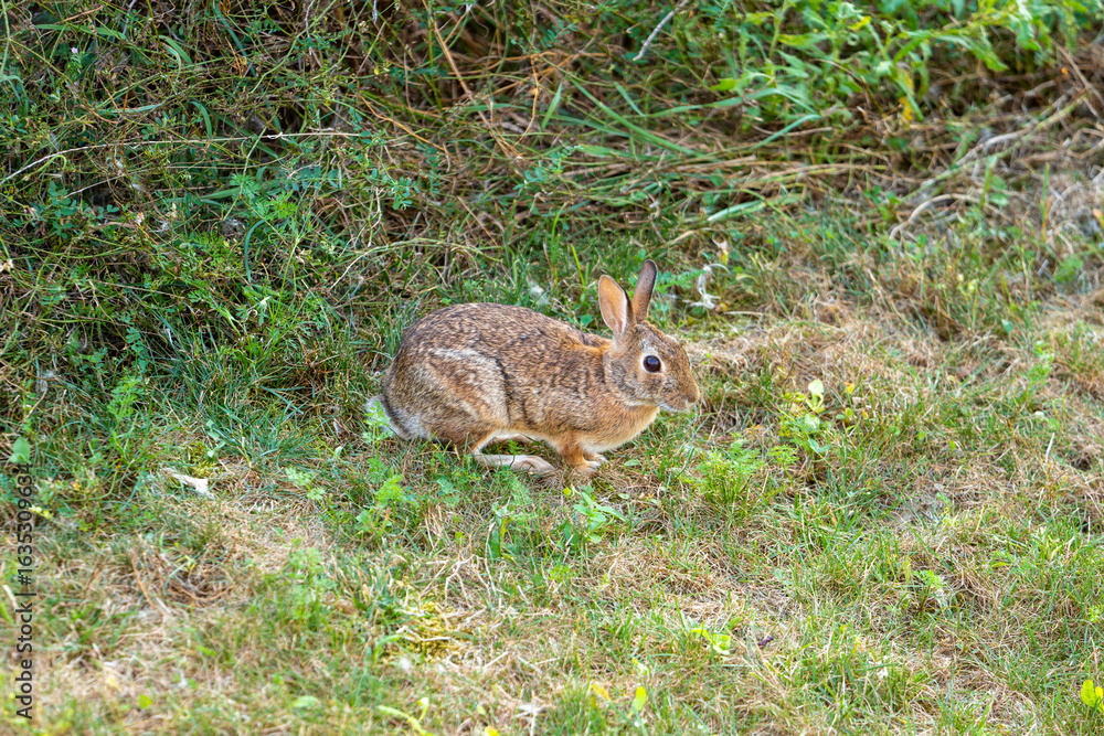 Fototapeta premium Rabbit Foraging in a Grassy Field During Daylight Hours