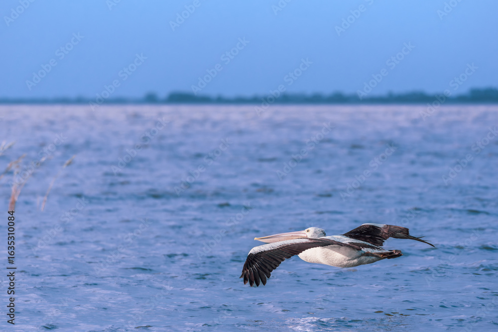 Naklejka premium Close up of a white pelican flying above the water towards sunlight, Lake Colac, Victoria, Australia