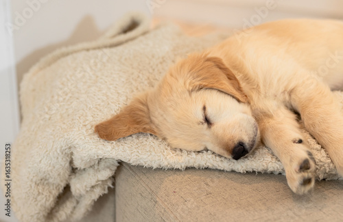 Golden-colored puppy is sleeping on soft off-white fleece blanket on beige sofa inside living room