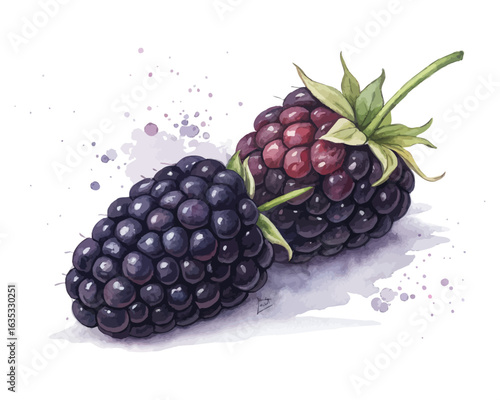 watercolor Blackberry vector illustration isolated on white background