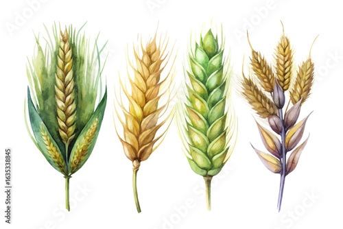 set of watercolor Barley vector illustration isolated on white background