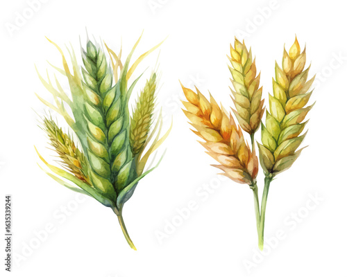 watercolor Barley vector illustration isolated on white background