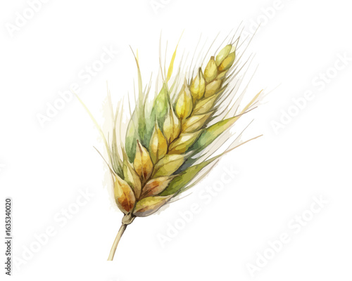 watercolor Barley vector illustration isolated on white background
