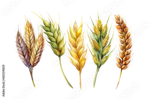 set of watercolor Barley vector illustration isolated on white background