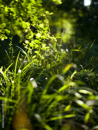 Green grass in forest.