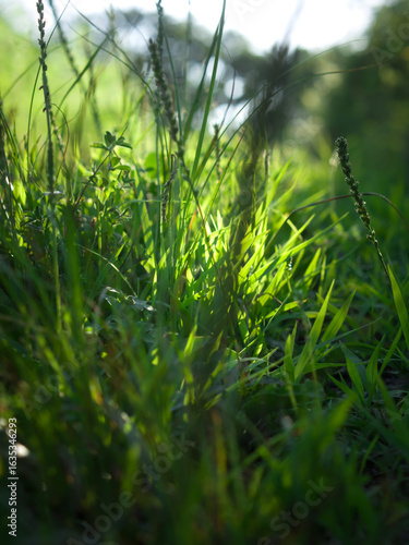 Green grass in forest.