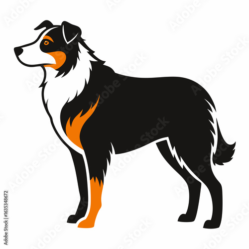 Black and orange Australian Shepherd dog standing profile vector illustration