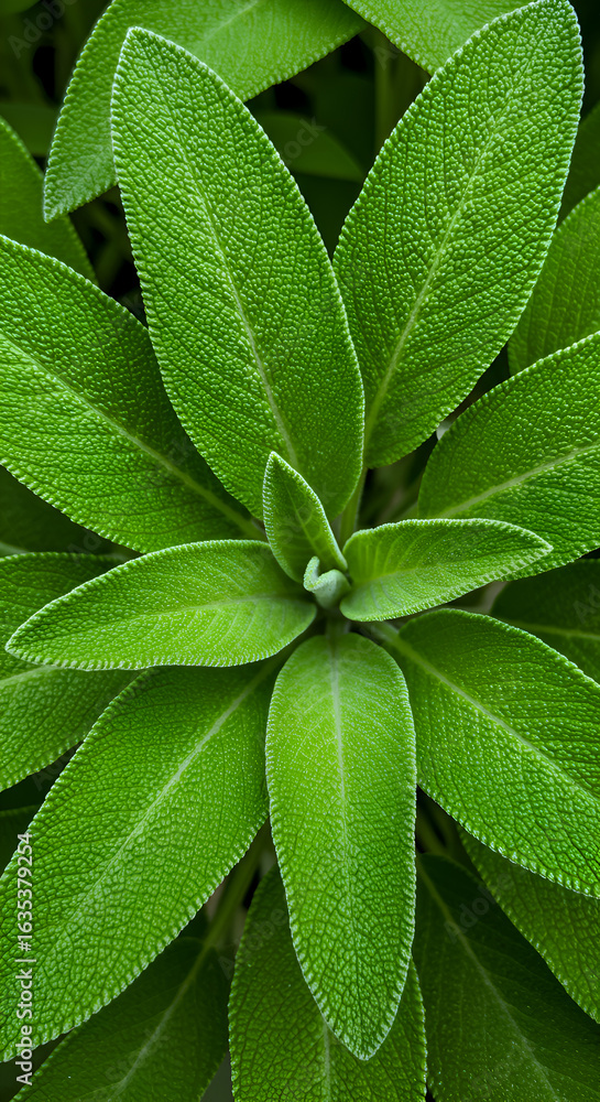 Naklejka premium Close Up Photo of Lush Green Sage Leaves with Detailed Texture