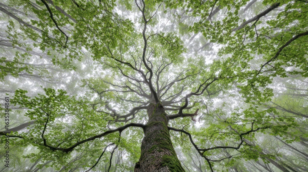 Fototapeta premium Towering tree branches reach up, forming a green canopy in misty, bright forest