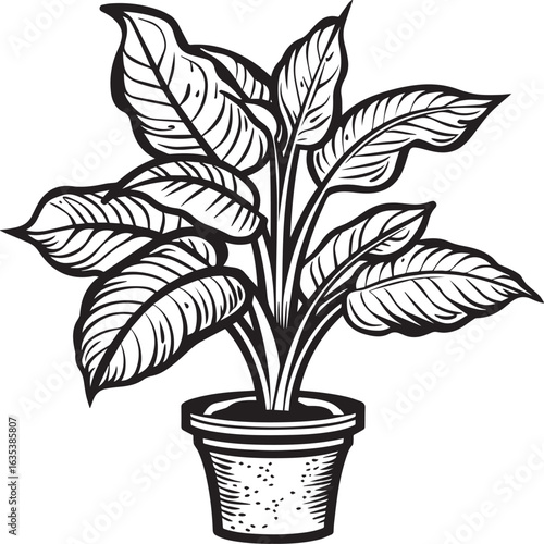 Dieffenbachia - Dumb Cane icon clean simple linear