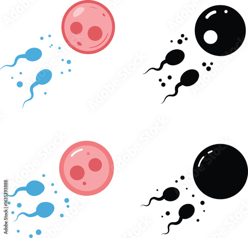 Sperm fertilizing egg illustration in color and black and white versions