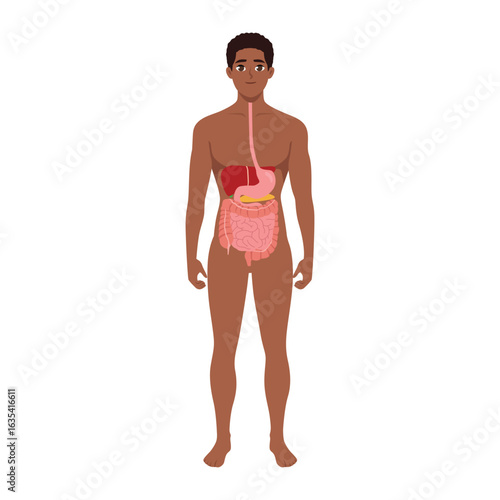 Human Digestive System in Male Body. Flat Vector character illustration