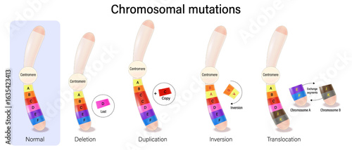 Chromosomal mutations. Alteration of chromosome structure. Deletion, Duplication, Inversion and Translocation. abnormality genetics disorder.